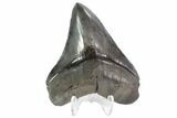 Serrated, Fossil Megalodon Tooth - Georgia #88667-2